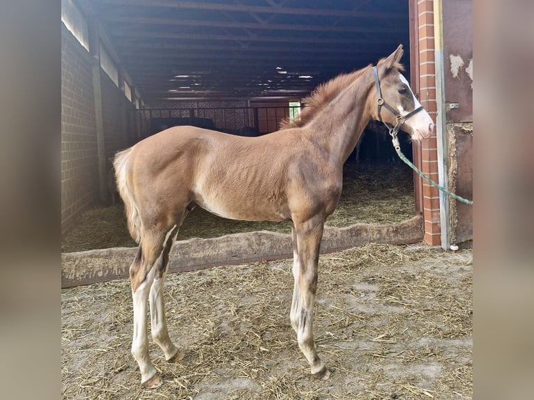 Deutsches Reitpferd Hengst Fohlen (05/2026) Dunkelfuchs in Warendorf