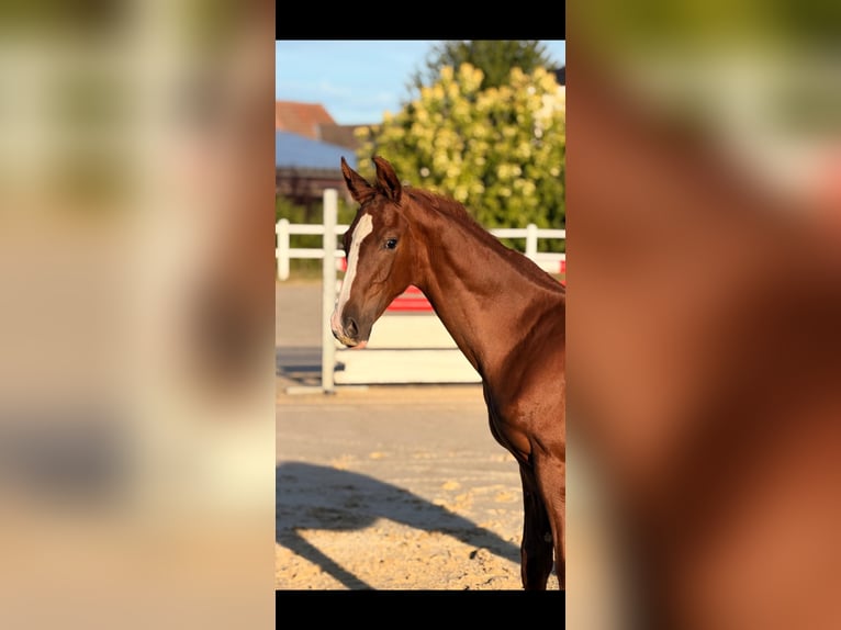 Deutsches Reitpferd Hengst Fohlen (05/2026) Fuchs in Castrop-Rauxel