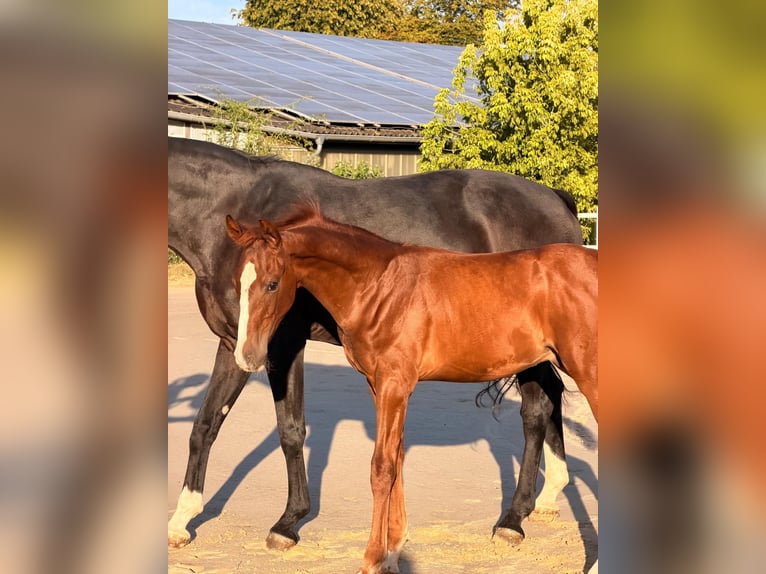 Deutsches Reitpferd Hengst Fohlen (05/2026) Fuchs in Castrop-Rauxel