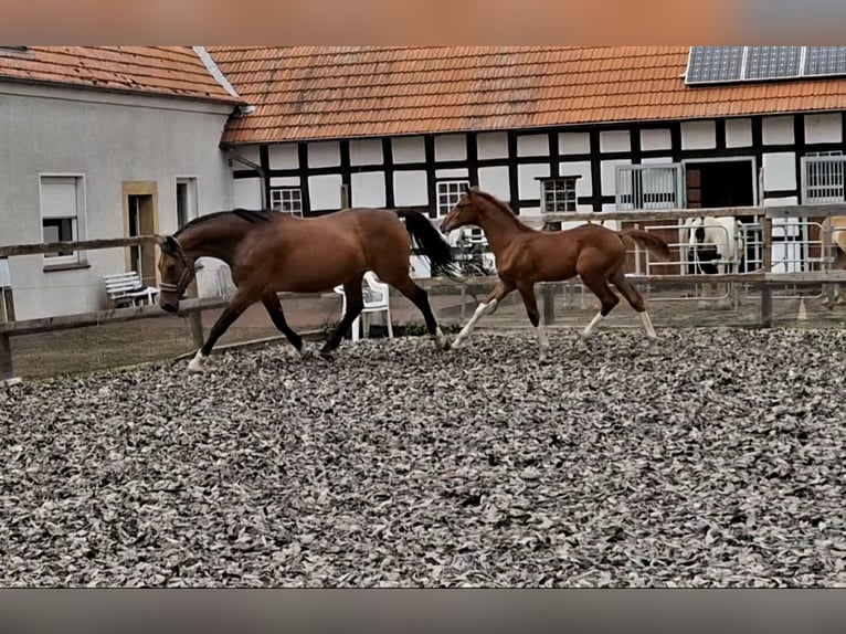 Deutsches Reitpferd Hengst Fohlen (04/2026) Fuchs in Espelkamp