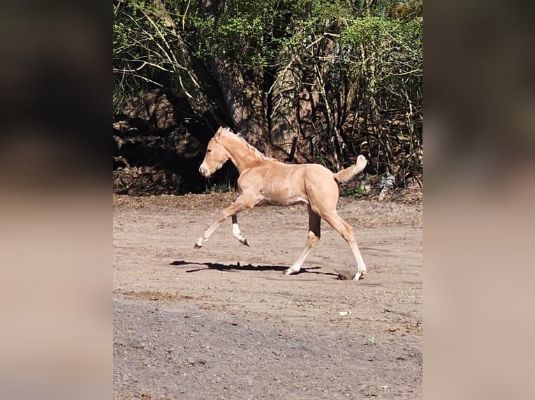 Deutsches Reitpferd Hengst  Palomino in Billigheim-Ingenheim