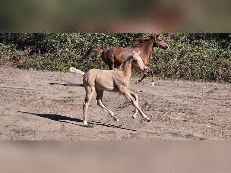 Deutsches Reitpferd Hengst  Palomino in Billigheim-Ingenheim