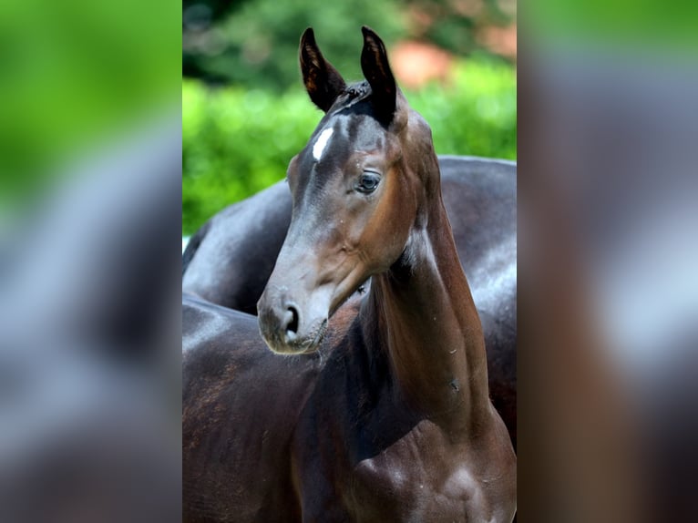 Deutsches Reitpferd Hengst Fohlen (03/2025) Rappe in Rheine