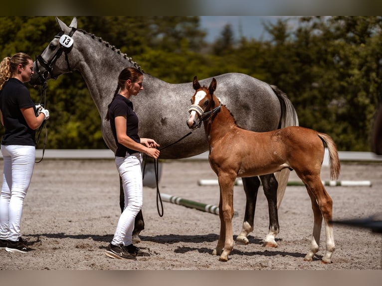 Deutsches Reitpferd Hengst Fohlen (06/2026) Schimmel in Marktredwitz