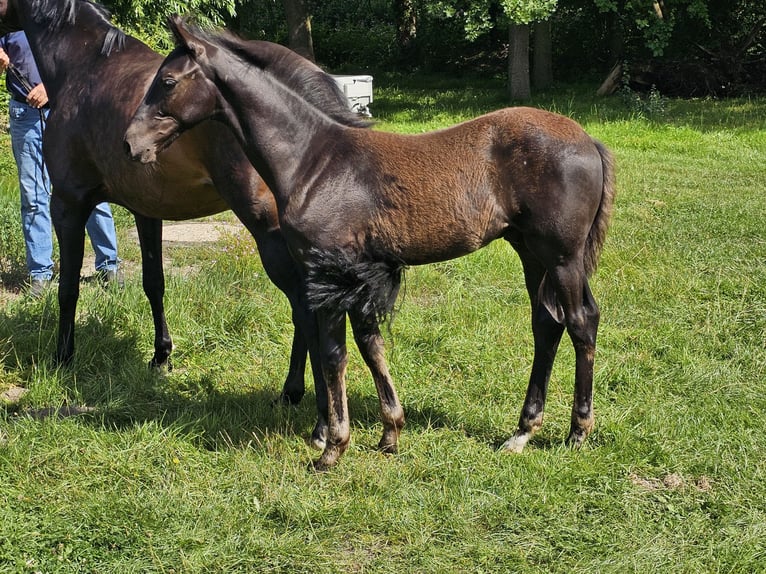 Deutsches Reitpferd Hengst Fohlen (04/2025) Schwarzbrauner in Lienen