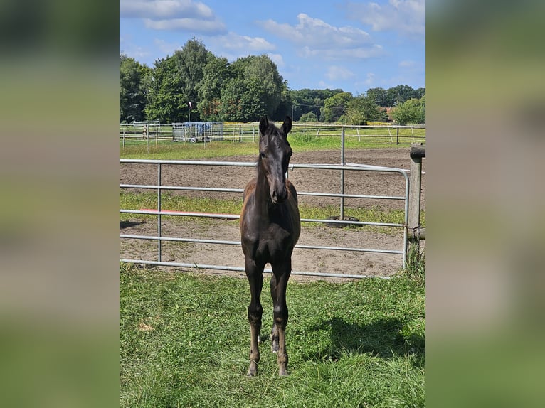 Deutsches Reitpferd Hengst Fohlen (04/2025) Schwarzbrauner in Lienen