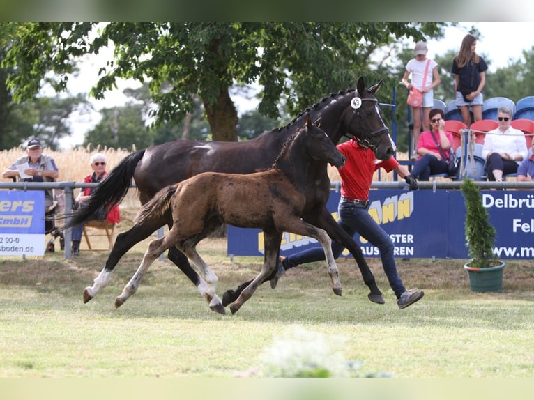 Deutsches Reitpferd Hengst  Schwarzbrauner in RietbergRietberg