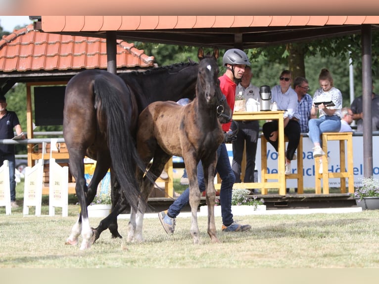 Deutsches Reitpferd Hengst  Schwarzbrauner in RietbergRietberg