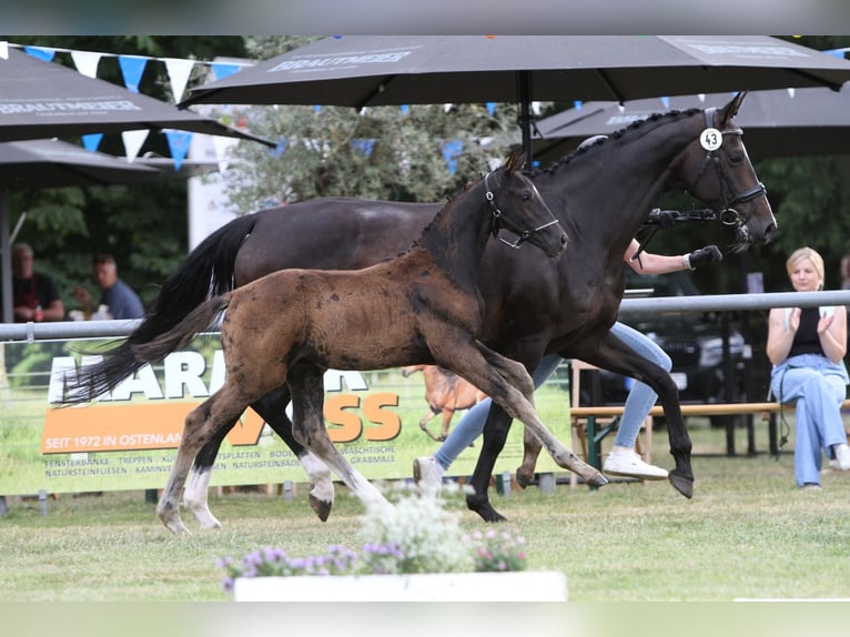 Deutsches Reitpferd Hengst  Schwarzbrauner in RietbergRietberg