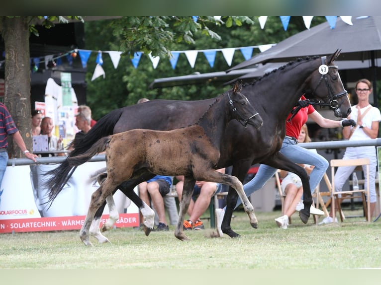 Deutsches Reitpferd Hengst  Schwarzbrauner in RietbergRietberg