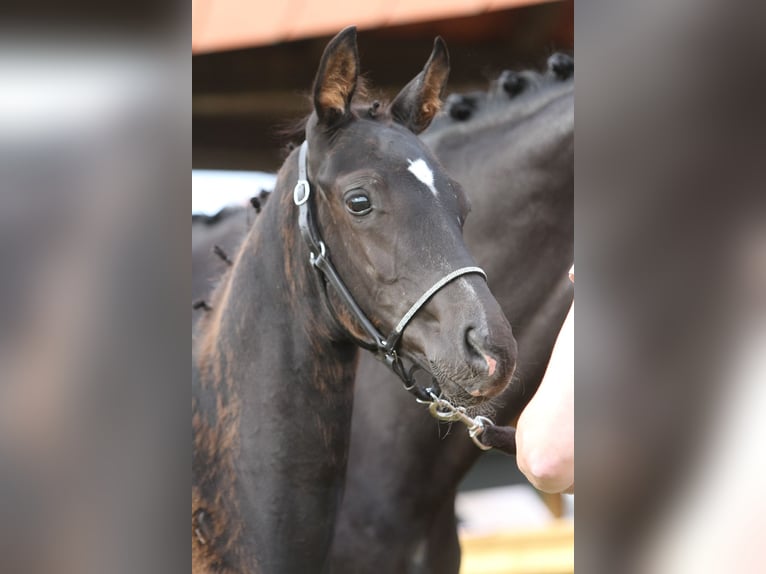Deutsches Reitpferd Hengst  Schwarzbrauner in RietbergRietberg