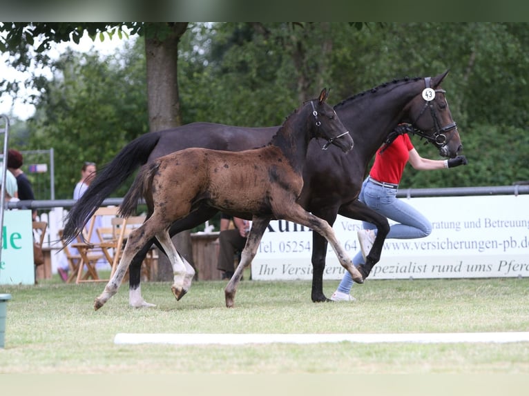 Deutsches Reitpferd Hengst  Schwarzbrauner in RietbergRietberg