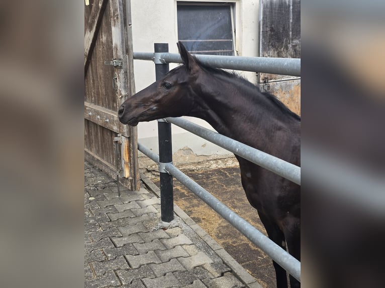 Deutsches Reitpferd Hengst Fohlen (02/2026) Schwarzbrauner in Michelbach an der Bilz