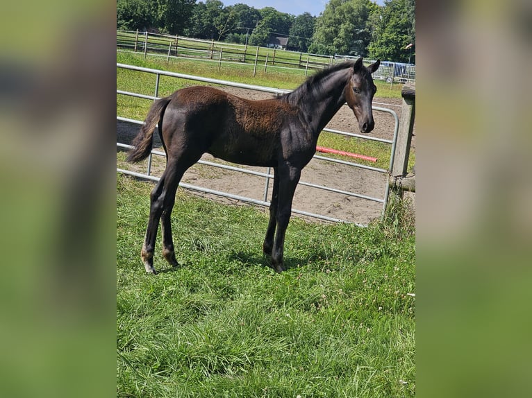 Deutsches Reitpferd Hengst Fohlen (04/2025) Schwarzbrauner in Lienen