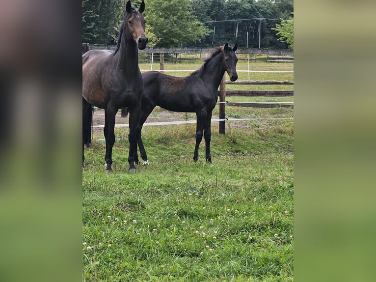 Deutsches Reitpferd Hengst Fohlen (04/2025) Schwarzbrauner in Lienen