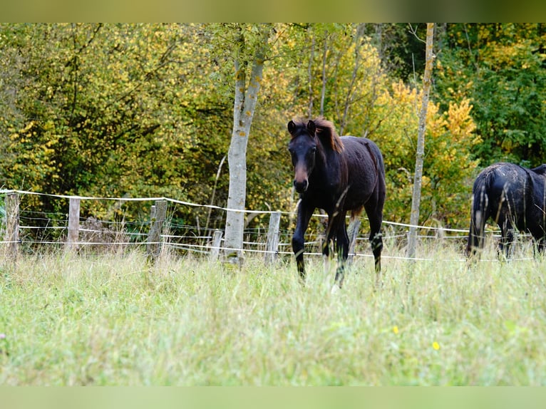 Deutsches Reitpferd Hengst Fohlen (04/2025) Schwarzbrauner in Wehretal