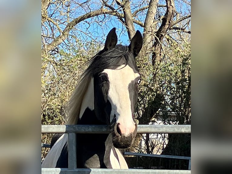 Deutsches Reitpferd Hengst Tobiano-alle-Farben in Etgersleben