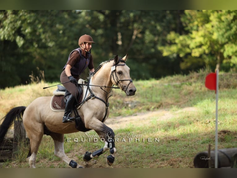 Deutsches Reitpferd Hengst Tobiano-alle-Farben in Beaumont pied-de-boeuf