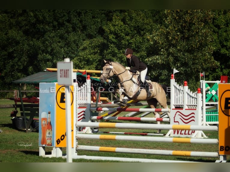 Deutsches Reitpferd Hengst Tobiano-alle-Farben in Beaumont pied-de-boeuf