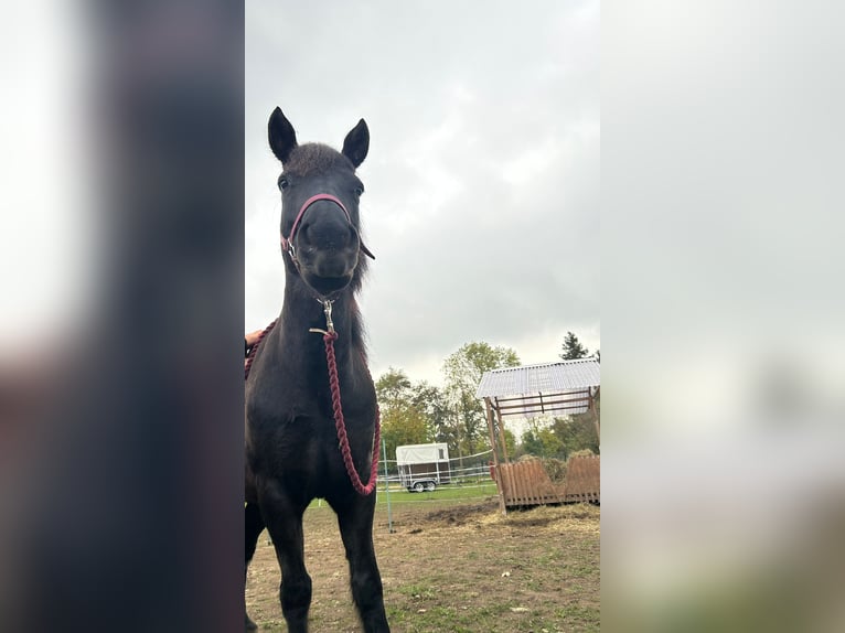 Deutsches Reitpferd Mix Stute 10 Jahre 140 cm Brauner in Helbra