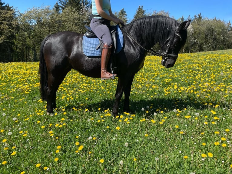 Deutsches Reitpferd Stute 10 Jahre 150 cm in Simmerath