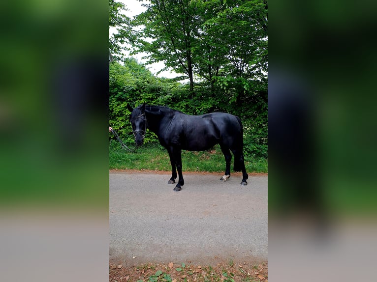 Deutsches Reitpferd Stute 10 Jahre 150 cm in Simmerath