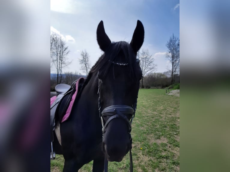 Deutsches Reitpferd Stute 10 Jahre 150 cm Rappe in Simmerath
