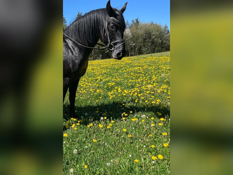 Deutsches Reitpferd Stute 10 Jahre 150 cm Rappe in Simmerath