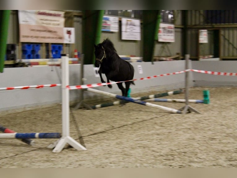 Deutsches Reitpferd Stute 10 Jahre 150 cm Rappe in Simmerath