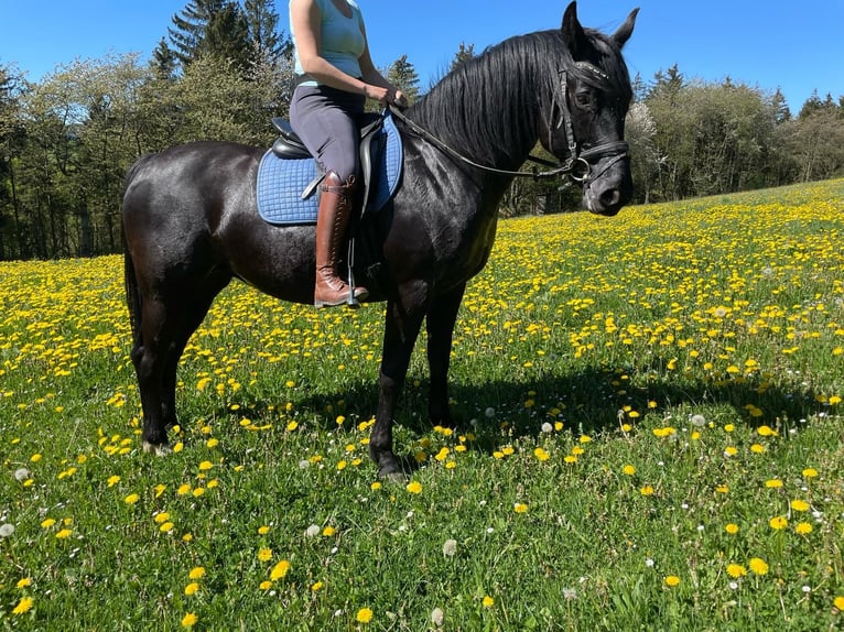 Deutsches Reitpferd Stute 10 Jahre 150 cm Rappe in Simmerath