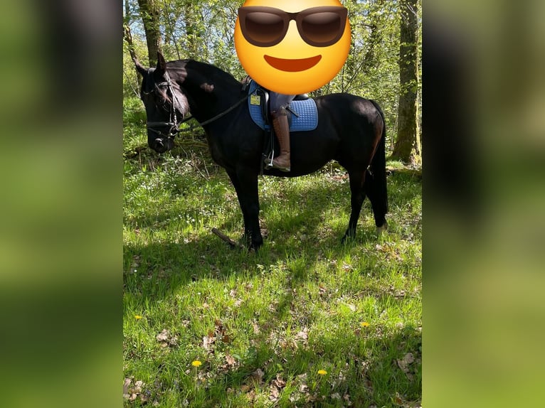Deutsches Reitpferd Stute 10 Jahre 150 cm Rappe in Simmerath