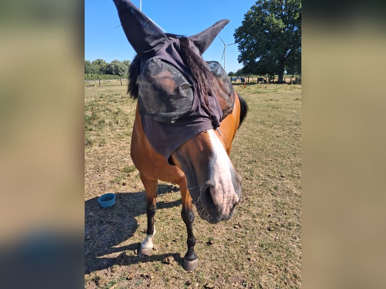 Deutsches Reitpferd Stute 10 Jahre 157 cm Brauner in M&#xFC;nster