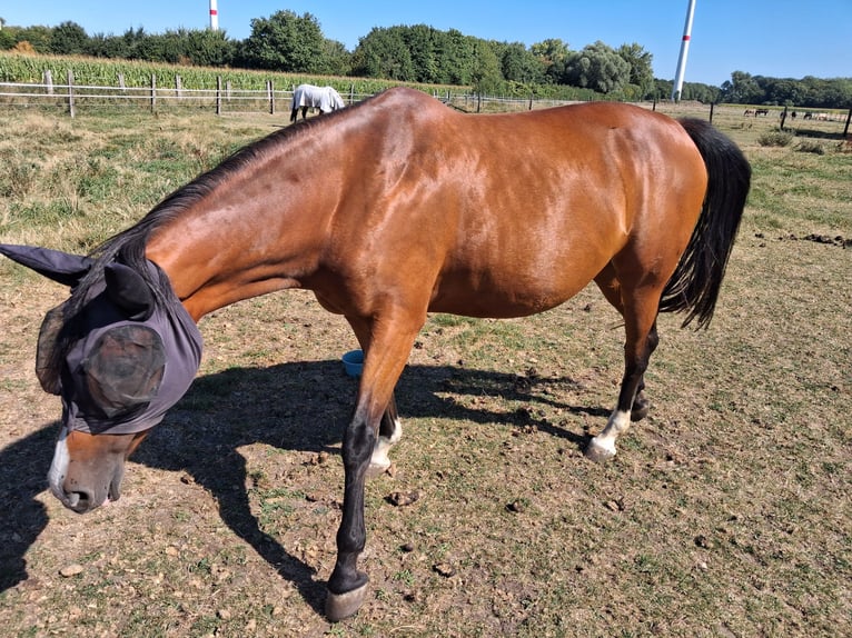 Deutsches Reitpferd Stute 10 Jahre 157 cm Brauner in M&#xFC;nster