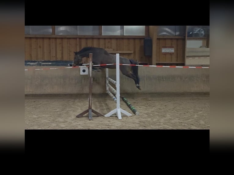 Deutsches Reitpferd Stute 10 Jahre 158 cm Dunkelbrauner in Holzgerlingen