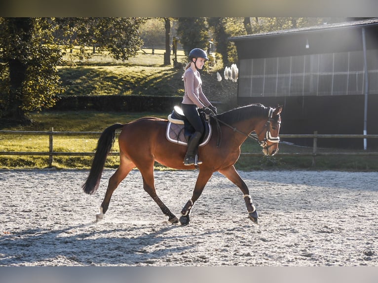 Deutsches Reitpferd Stute 10 Jahre 159 cm Brauner in Dautphetal Herzhausen