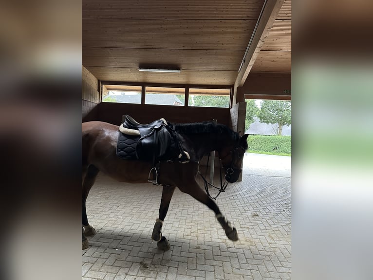 Deutsches Reitpferd Stute 10 Jahre 159 cm Brauner in Dautphetal Herzhausen