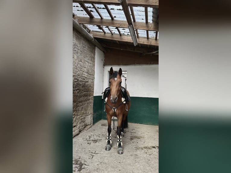 Deutsches Reitpferd Stute 10 Jahre 159 cm Brauner in Dautphetal Herzhausen
