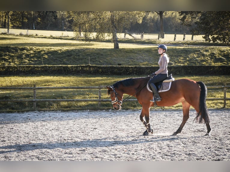 Deutsches Reitpferd Stute 10 Jahre 159 cm Brauner in Dautphetal Herzhausen