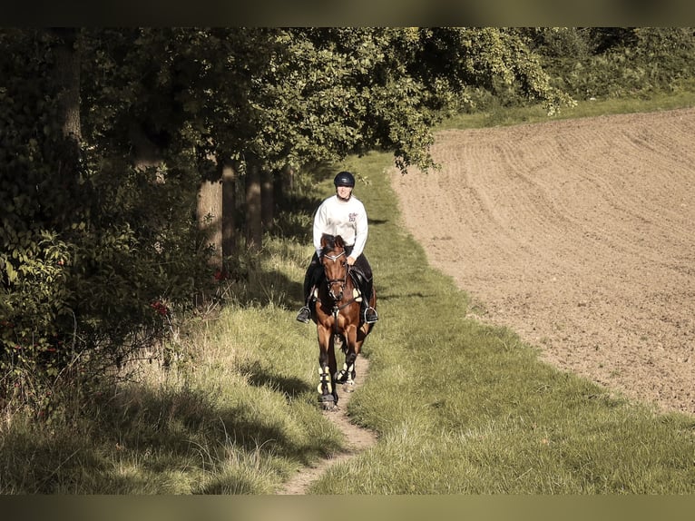 Deutsches Reitpferd Stute 10 Jahre 159 cm Brauner in Dautphetal Herzhausen