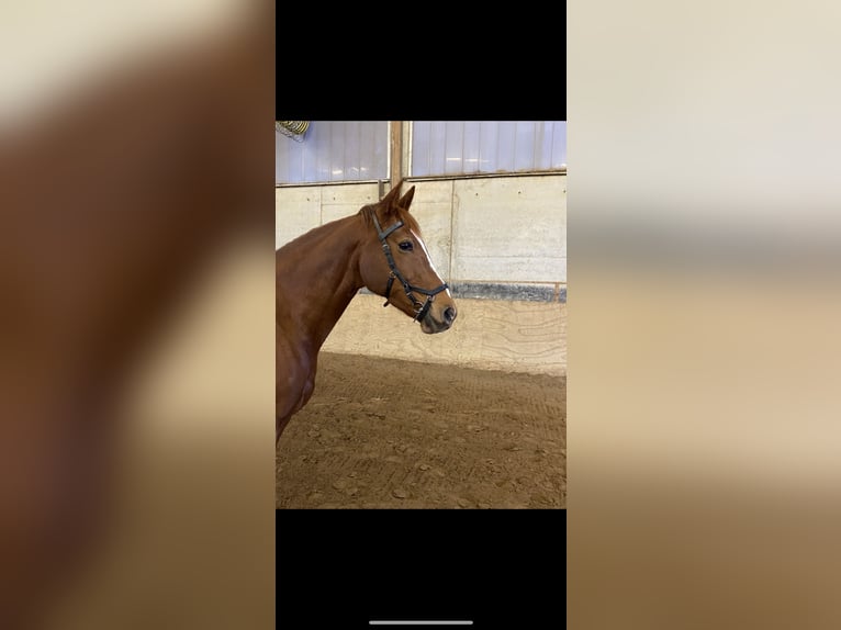 Deutsches Reitpferd Stute 10 Jahre 160 cm Fuchs in Porta Westfalica