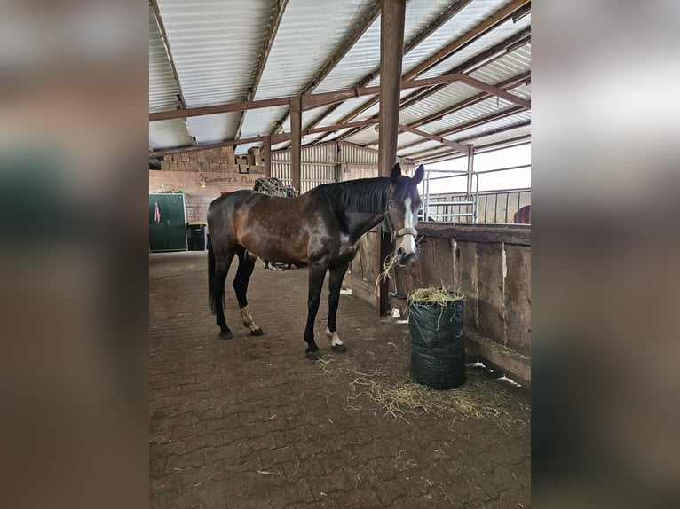 Deutsches Reitpferd Stute 10 Jahre 164 cm Brauner in Haren