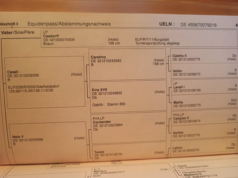 Deutsches Reitpferd Stute 10 Jahre 165 cm Schimmel in Suhl