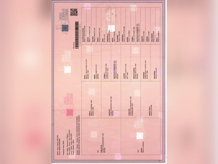 Deutsches Reitpferd Stute 10 Jahre 165 cm  in Rieneck