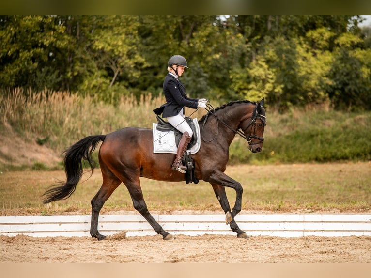 Deutsches Reitpferd Stute 10 Jahre 166 cm Dunkelbrauner in S&#xFC;dliches Anhalt