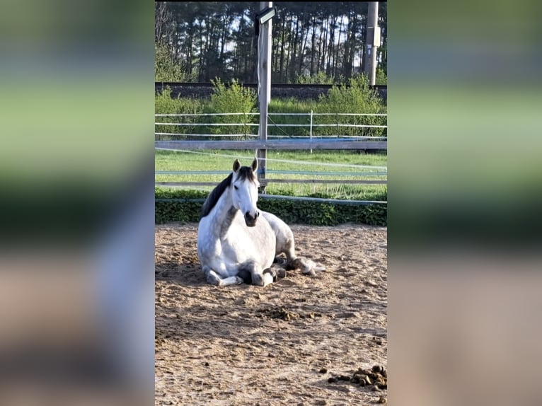 Deutsches Reitpferd Stute 10 Jahre 168 cm Apfelschimmel in Isenbüttel