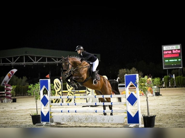 Deutsches Reitpferd Stute 10 Jahre 168 cm Brauner in Mirambells