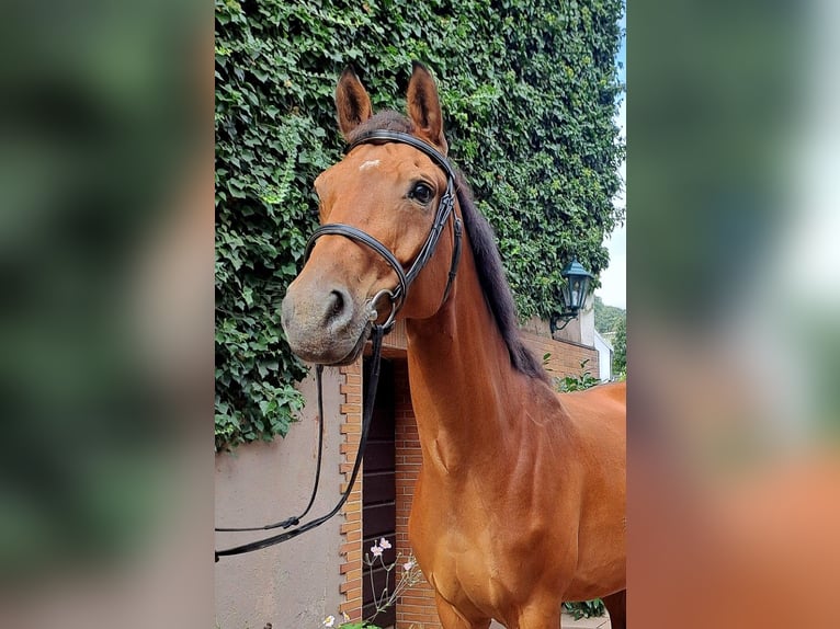 Deutsches Reitpferd Stute 10 Jahre 168 cm Brauner in Beverungen