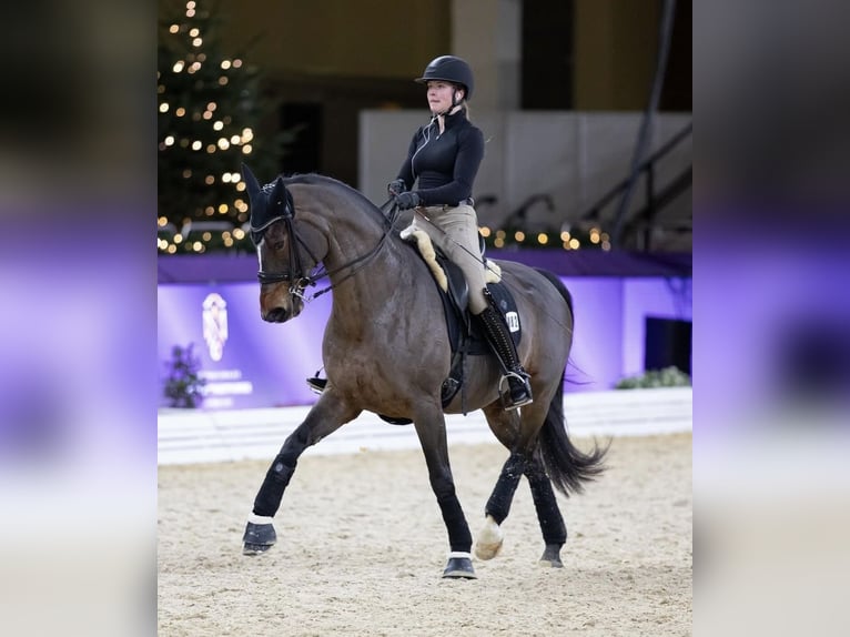 Deutsches Reitpferd Stute 10 Jahre 168 cm Dunkelbrauner in Immenhausen