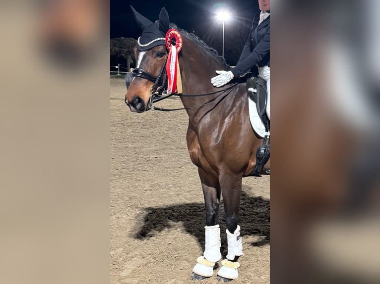 Deutsches Reitpferd Stute 10 Jahre 168 cm Dunkelbrauner in Immenhausen