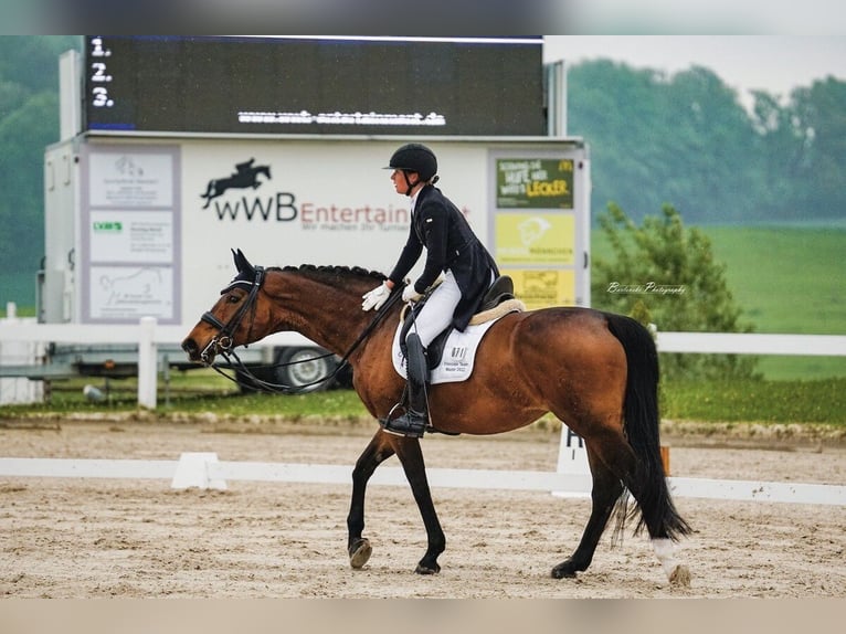 Deutsches Reitpferd Stute 10 Jahre 168 cm Dunkelbrauner in Immenhausen
